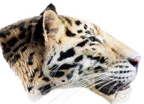 Η αρχαιότερη τίγρηpanthera Zdanskyi ΠΕΡΙΕΡΓΑ Strange