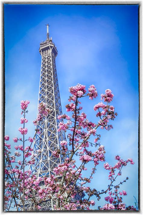 Pink Eiffel Tower Paris Photography Cherry Blossom Photo Etsy