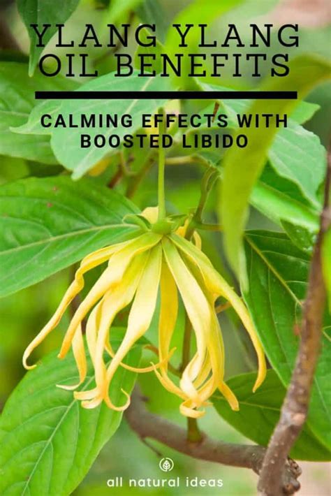 Ylang Ylang Oil Benefits Calming Effects And More All Natural Ideas