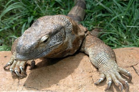They are certainly some of the coolest lizards alive today. Monitor Lizard - Honolulu Zoo Society
