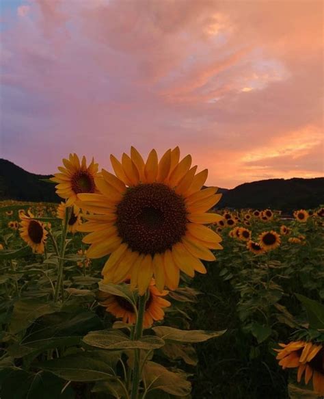 Photography Sunset Aesthetically Sunflower Sunflower Aesthetic Sunset