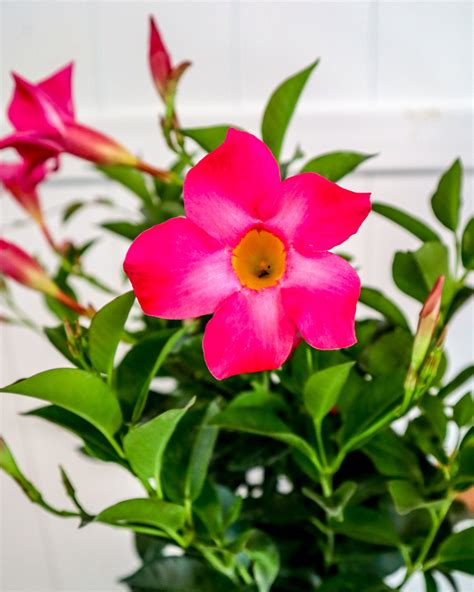 Dipladenia Important Things To Know 𝐁𝐞𝐬𝐭𝐫𝐚𝐭𝐞𝐝𝐡𝐨𝐦𝐞