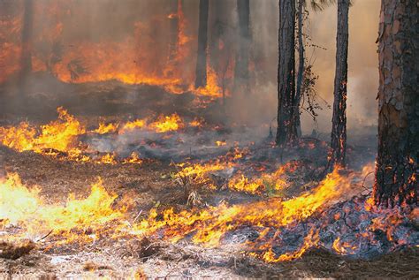 Survival Strategies To Help You Escape A Forest Fire