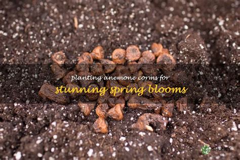 Planting Anemone Corms For Stunning Spring Blooms Shuncy