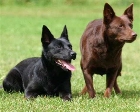 Australian Kelpie - Dog Breed Info, Images, Videos, FAQs