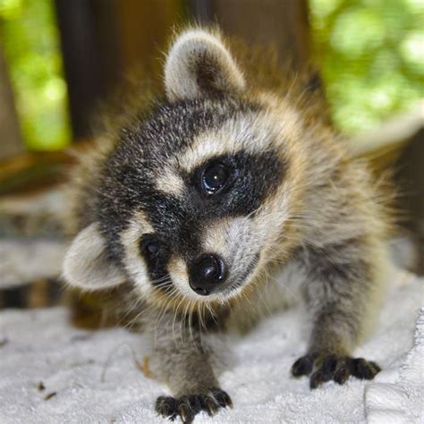 Such A Cute Little Bandit Precious Little Raccoon Pup Cute Baby