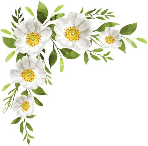 Top 500 Background White With Flowers Textures Free Download