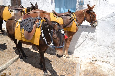 Donkey Ride Greece Greece Vacation Greece Travel Places Ive Been