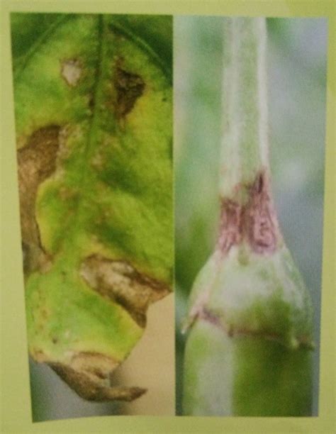 Mengenal penyakit antraknosa pada tanaman cabai, bikin buah busuk. Petani Lampung: Hama dan penyakit utama pada cabai