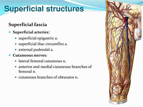 Superficial Fascia Anatomy