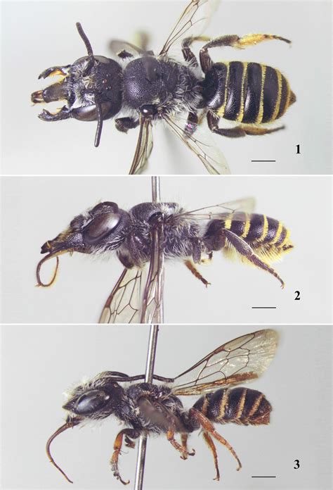 The Subgenus Chelostomoides In Argentina Hymenoptera Megachilidae
