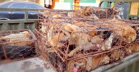 Dogs Are Being Torched And Boiled Alive For Dog Meat Festival They