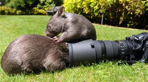 Funny And Cute Wombat Funny Animals