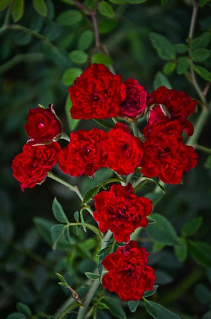 Red Cascade Miniature Rose For Texas Lee Ann Torrans Gardening