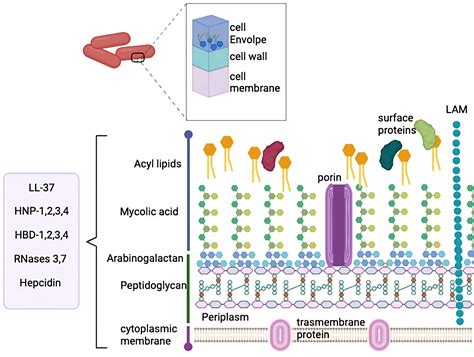 Mycobacterial Cell Wall Structure