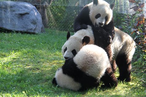 Toronto Zoos Giant Panda Cubs Were Named Jia Panpan And Jia Yueyue