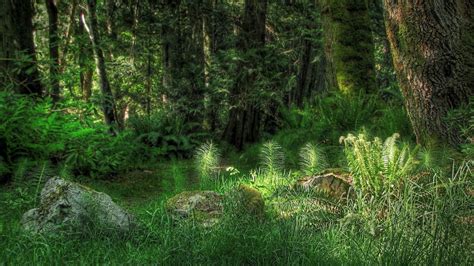 1920x1080 1920x1080 Grass Trees Forest Light Coolwallpapersme