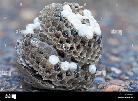 Wasp Nest On The Ground With Larvae And Eggs In Individual Cell Of The