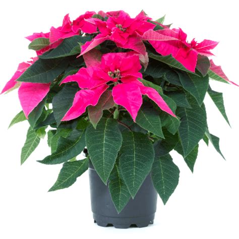 Poinsettia Pink Christmas Flower Plant Buy Online At
