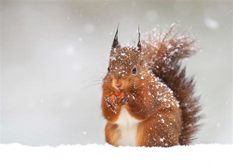 The Difference Between Red And Grey Squirrels