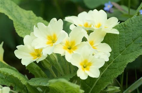 Photo Guide To Woodland Flowers All Things Uk