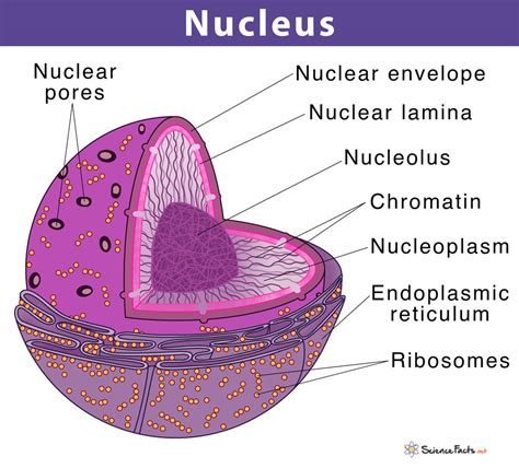 Cell Nucleus Definition Structure And Function With Diagram