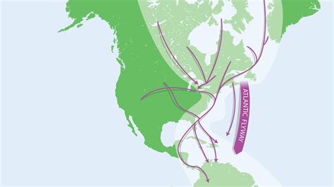 Bird Migration Birds Of The Atlantic Flyway
