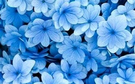 Hope you guys enjoy them! Flower Aesthetic Wallpapers - Wallpaper Cave