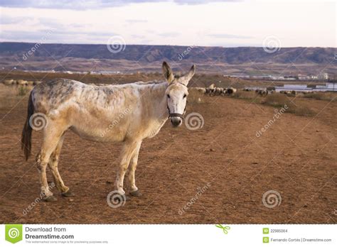 Donkey In A Field At Sunset Stock Photo Image Of Green