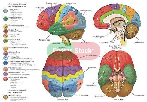 Accurately Depicts The Brain From Four Different Views Using Color Coding To Show The Anatomy