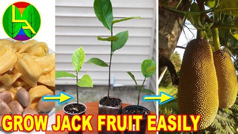 How To Grow Jack Fruit Plant From Seeds At Home Youtube