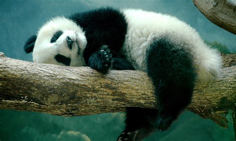 Panda Sleeping On A Tree Branch Image Abyss