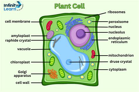 Plant Cell Diagram Each And Every Components Of Plat Cell Explained