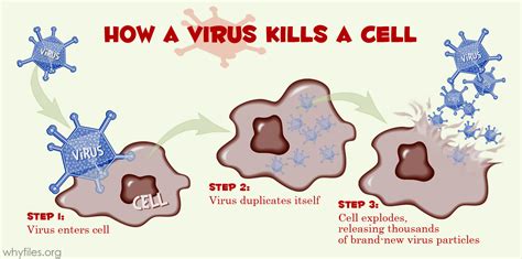 Infection And Response Gcse Biology Combined Science Edexcel