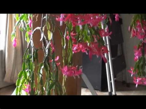 This is a very simple and easy propagation and takes very little effort! 50 year old Christmas Cactus - YouTube