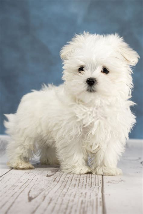 5 Ames Maltese Dog Puppies For Sale Or Adoption Near Me Fashion Tv