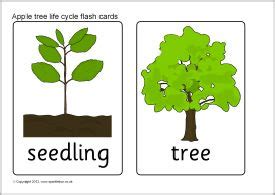 The apples will drop when ripe and the tree will continue it's life cycle. Apple tree life cycle flash cards (SB8908) | Apple tree life cycle, Tree life cycle, Life cycles ...