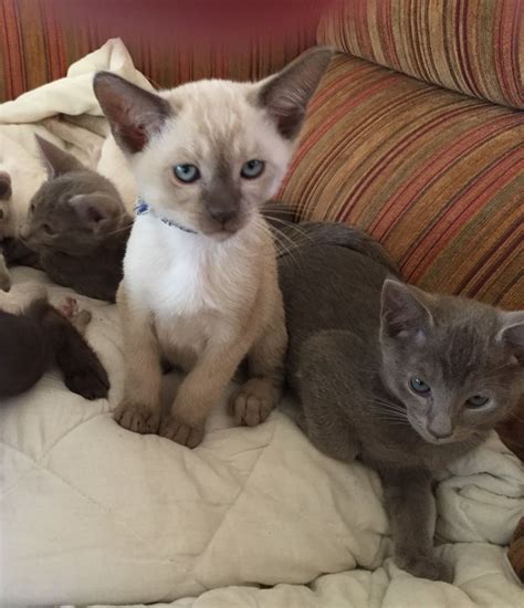 Maybe you would like to learn more about one of these? Tonkinese kittens for sale. Just one lovely Lilac ...