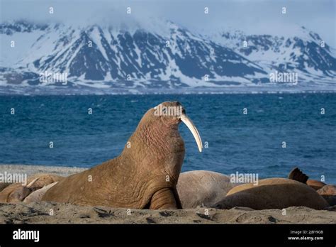 Walrus Odobenus Rosmarus Svalbard Norway Stock Photo Alamy