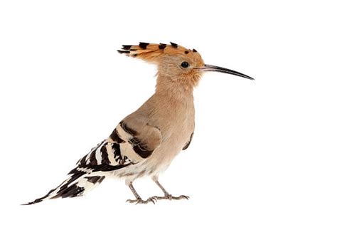 Hoopoe Stock Photos Pictures And Royalty Free Images Istock