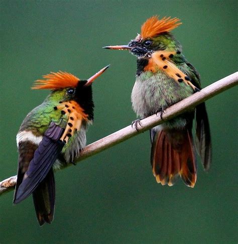 Tufted Coquette Hummingbird In 2020 Beautiful Birds Pretty Birds