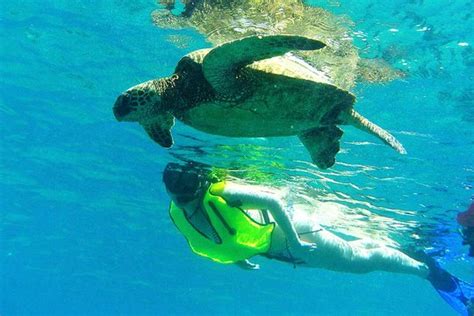Tripadvisor North Shore Turtle Cove Guided Snorkeling Tour Provided
