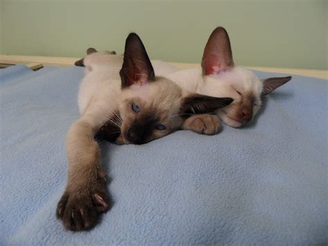 Siamese Kittens For Sale Qld Brisbane North