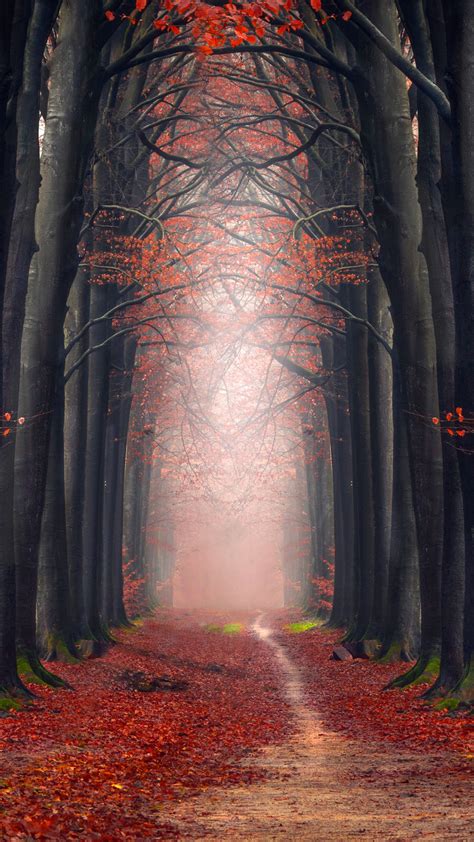 Autumn Forest 5k Wallpapers Hd Wallpapers Id 29137