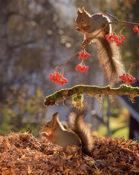 Two Red Squirrels Feeding On Berries Photograph By Geert Weggen Fine