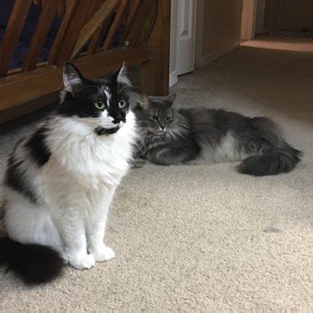 This is an ongoing opportunity located in kirkland, washington. MEOW Cat Rescue & Adoption - 17 Photos & 58 Reviews ...