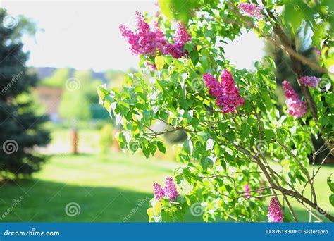 Lilac Tree Blooms On Beautiful Grounds Landscaped Stock Photo Image