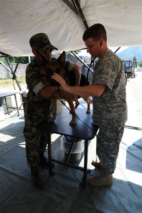 129th Medical Detachment Veterinary Medicine Article The United States Army