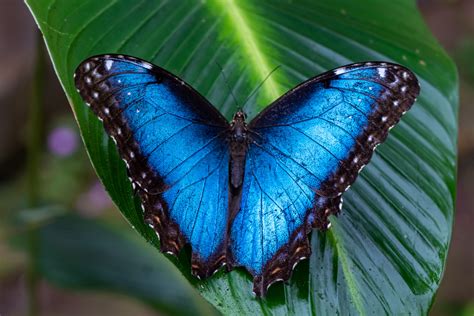 Blue Morpho Butterfly Blue Morpho Butterfly