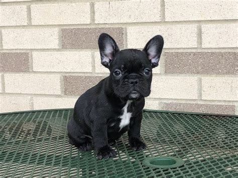 All of our french bulldogs are healthy, happy little dogs that live close to us and participate on our everyday life. French Bulldog Puppies For Sale in Indiana & Chicago ...